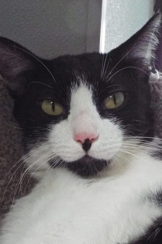 Readers pet photos
